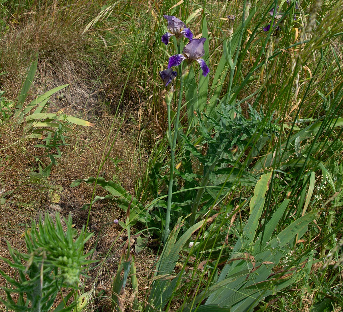 Habitus
